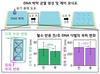 KAIST, 'DNA 균열' 원하는 대로 만들어내는 기술 개발