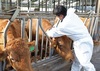 소 럼피스킨병 백신 접종률 91%…방역국장 “통제 가능한 수준에서 관리될 듯”