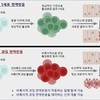 면역세포가 바이러스 아닌 우리 몸 공격하는 원리 밝혔다